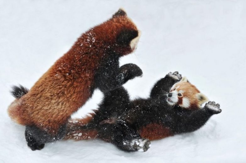 Красная малая панда