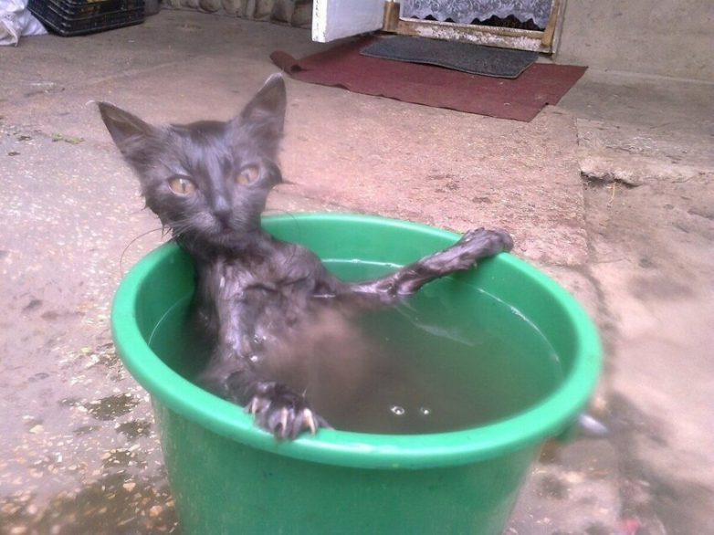 Котики, которые нежданно-негаданно сломались и полюбили водные процедуры