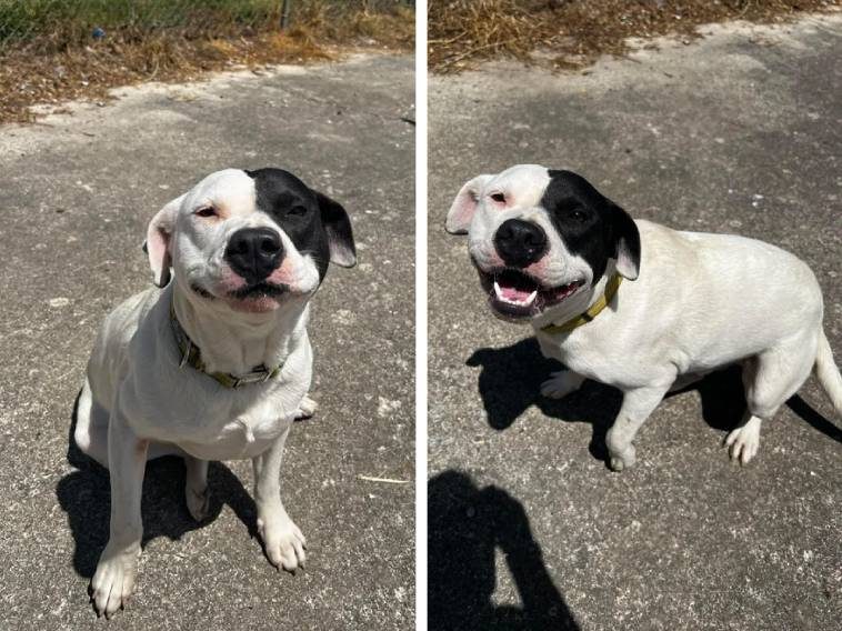 Жизнерадостные собаки, которые точно знают, что от улыбки всем станет только лучше