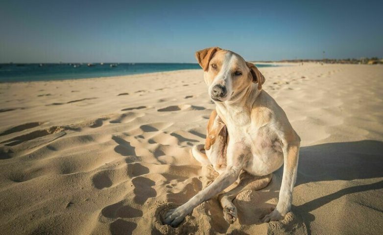 Беззаботная жизнь собак на острове