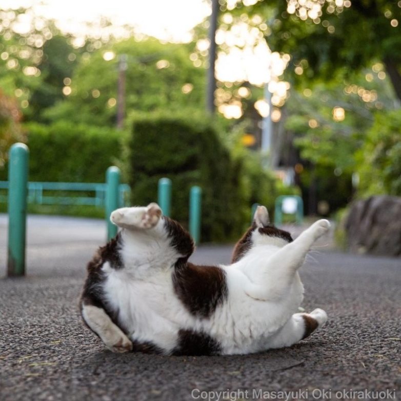 Мир уличных котов в объективе японского фотографа