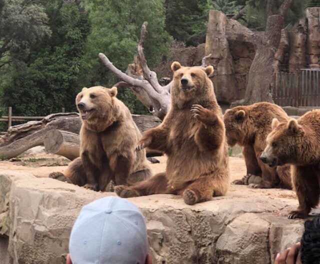 Забавные медведи, которые, возможно, заставят вас пересмотреть своё отношение к этим животным