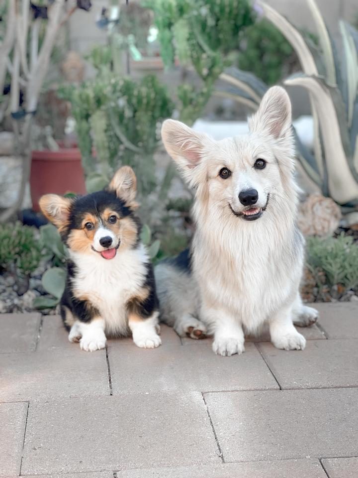 Собаки на позитиве, которых не нужно дважды просить улыбнуться на камеру