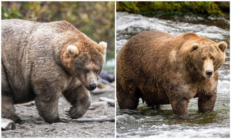 Конкурс на самого толстенького медведя