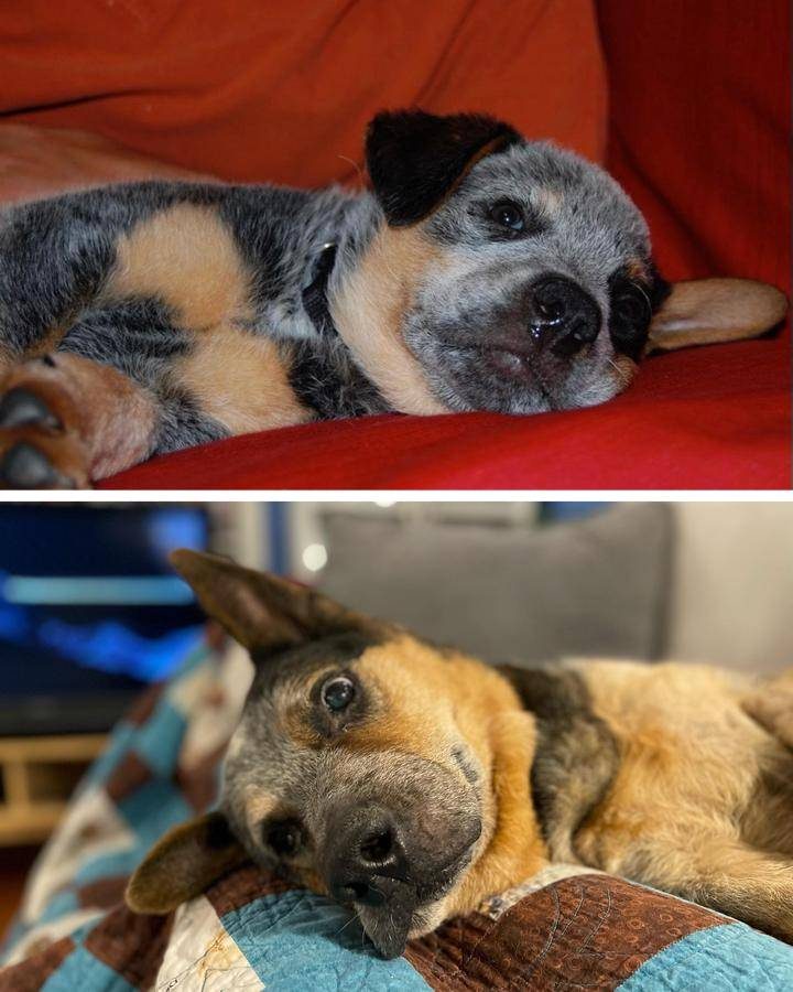 Примеры того, как миленькие щеночки в мгновение ока превращаются во взрослых собак