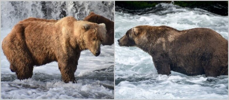 12 забавных фото, как меняются медведи, набирая вес перед спячкой