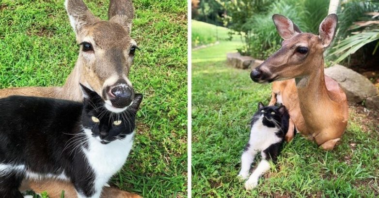 Случаи, когда животные нашли себе друзей, которые совсем не похожи на них