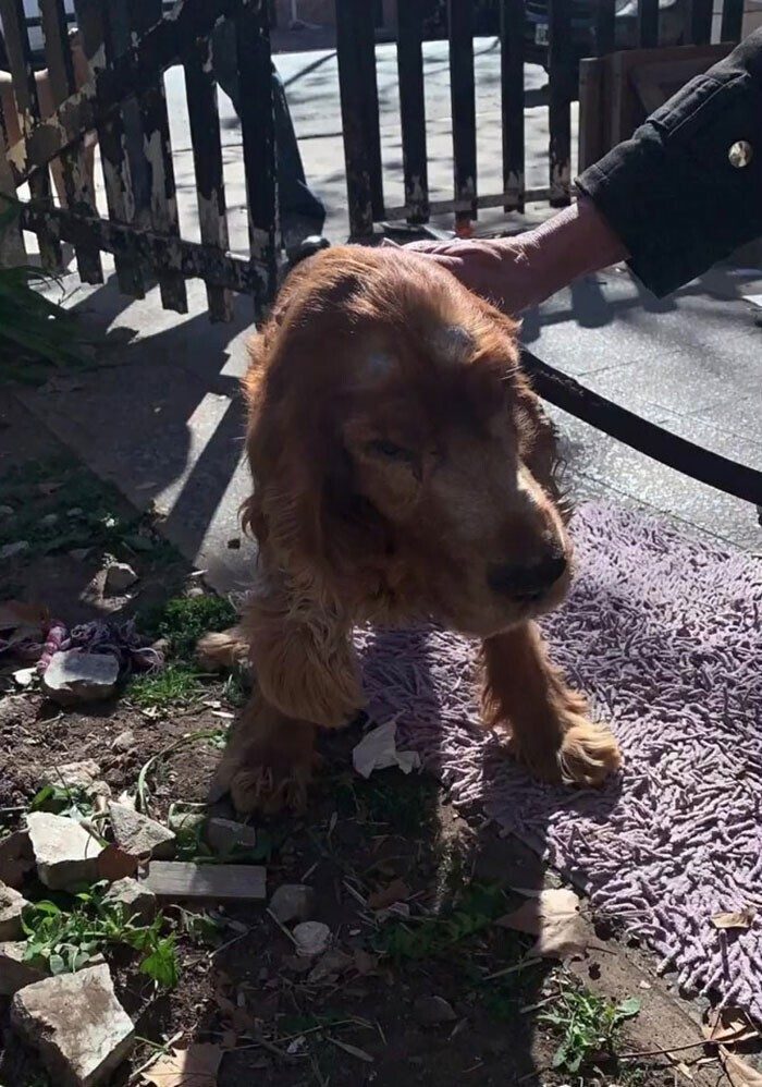 Женщина кинула слепого пса в чужой сад, и оставила грустную записку