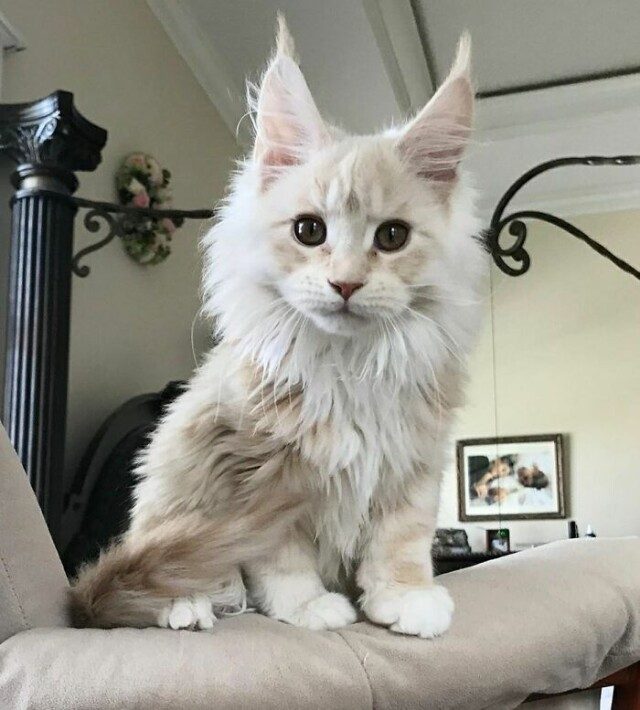 Потрясающие фотографии кошек породы мейн-кун