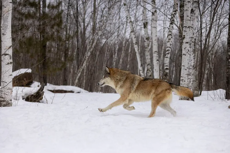 Почему волки важны для экосистемы