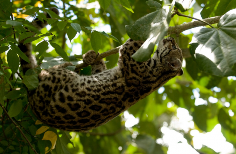 Эта кошка живёт в кронах деревьев и охотится на обезьян