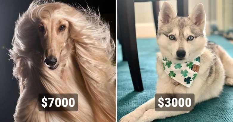 14 самых дорогостоящих пород собак, цены на которые сильно кусаются