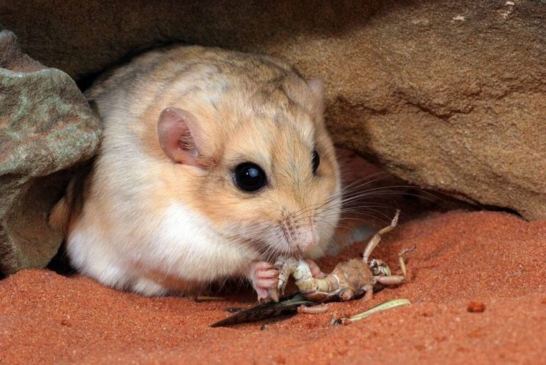 Жирнохвостая песчанка: Интересная альтернатива хомякам и мышкам дома