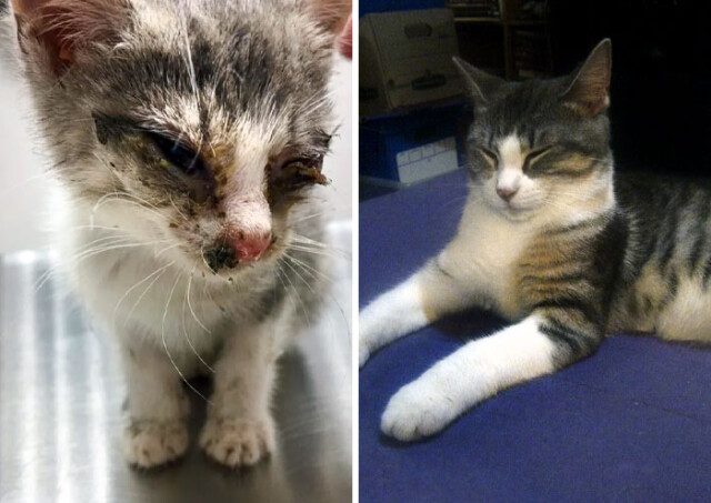 Спасённые кошки до и после того, как нашли дом и любящих хозяев