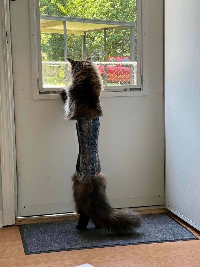 Кошка после посещения ветеринара