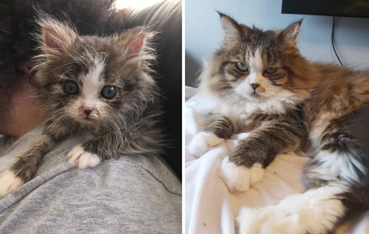 Кошки до и после спасения, доказывающих, что любовь и забота могут преобразить любого