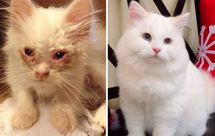 Кошки до и после спасения, доказывающих, что любовь и забота могут преобразить любого