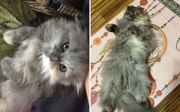 Сравнительные фото, показывающие, в какого котяру может превратиться маленький котёнок