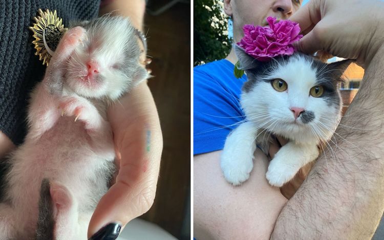 Сравнительные фото, показывающие, в какого котяру может превратиться маленький котёнок