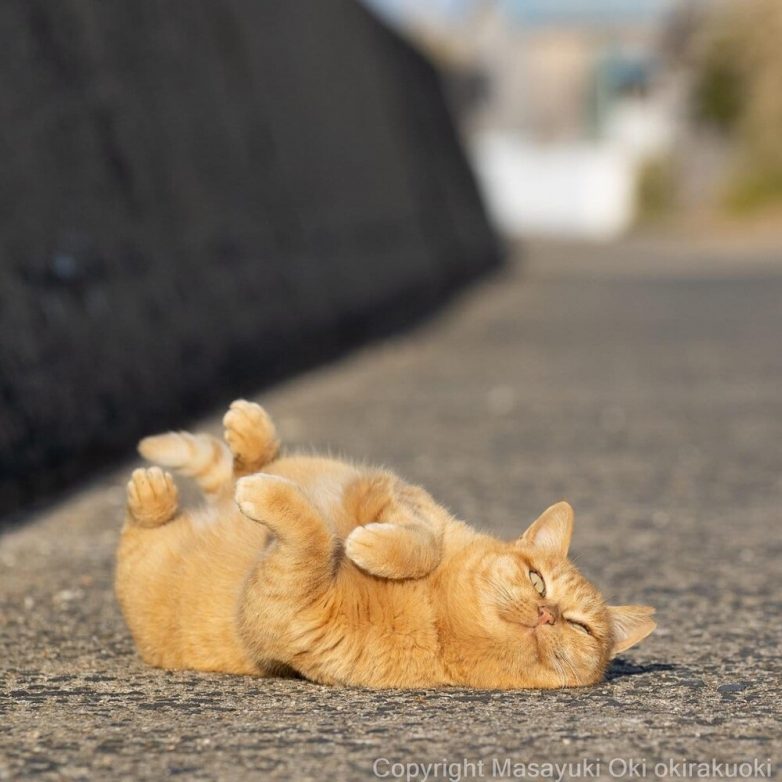Милые и шкодливые уличные коты в фотографиях Масаюки Оки