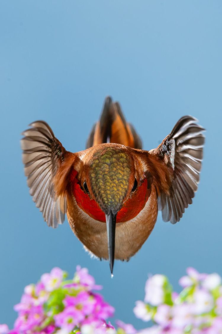 Великолепные природные фото, ставших победителями конкурса Big Picture Natural World 2023