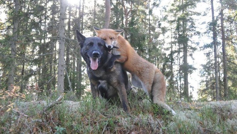 Невероятные примеры дружбы животных