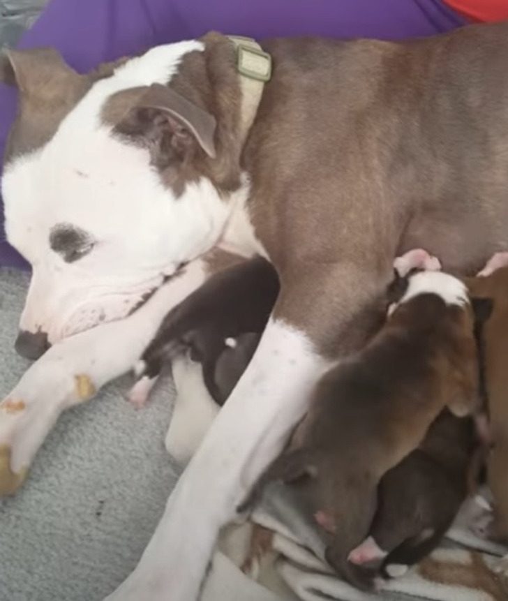 Волонтер забрала беременную собаку домой. За это собачка отплатила ей самым дорогим