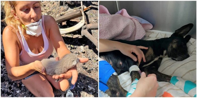 Фотографии спасения животных из пожаров на Гавайях