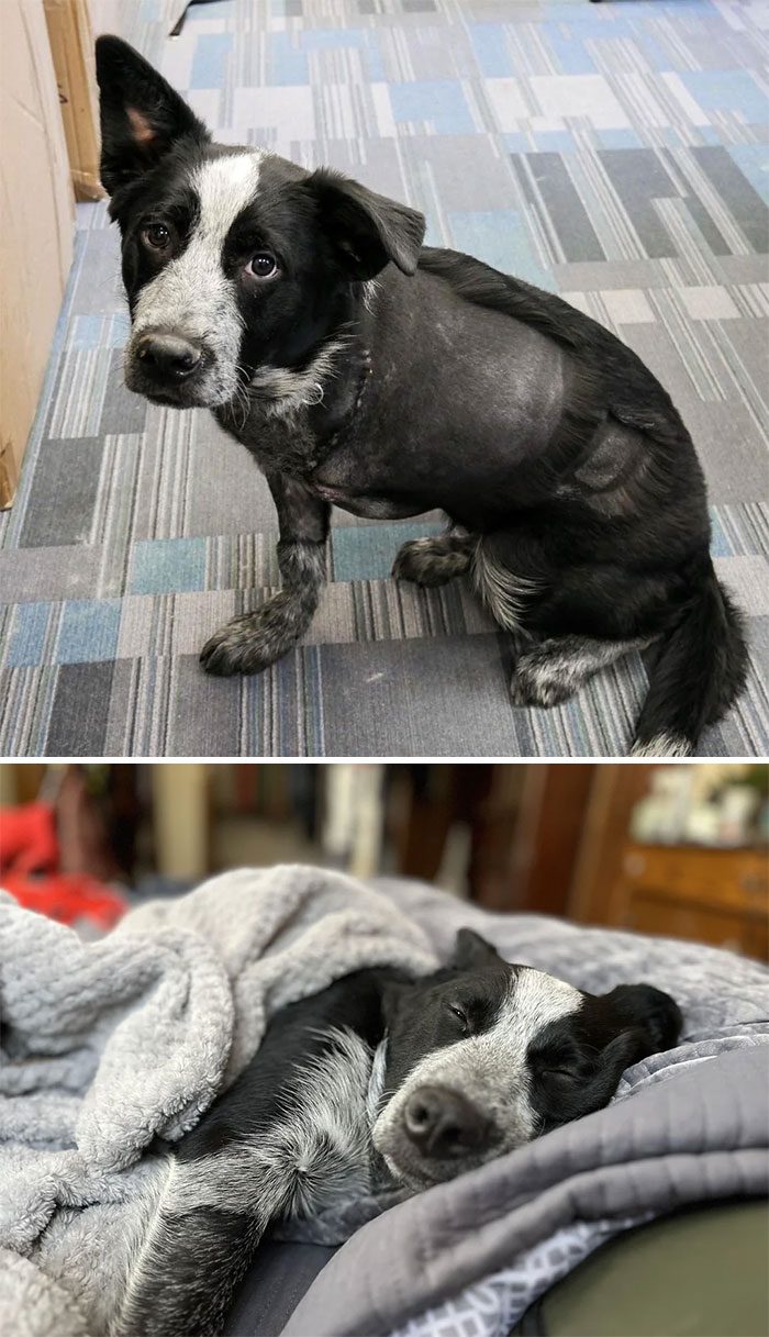 16 фото собак, которые поменялись после спасения