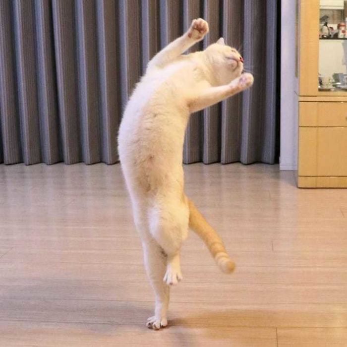 Кот танцует лучше всех
