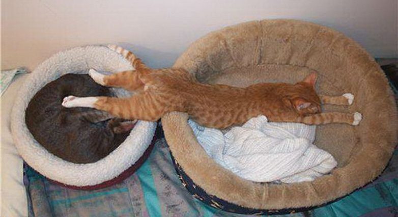 Лучшие позы сна для котиков