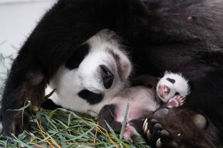 Как вырос первый в России детёныш панды