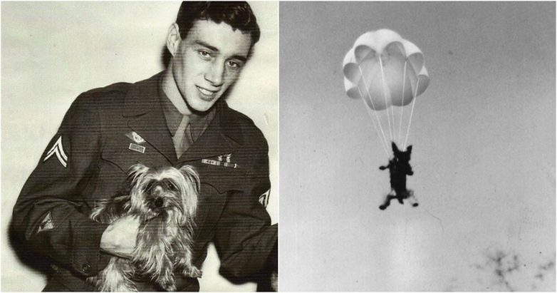 Собака второй мировой войны