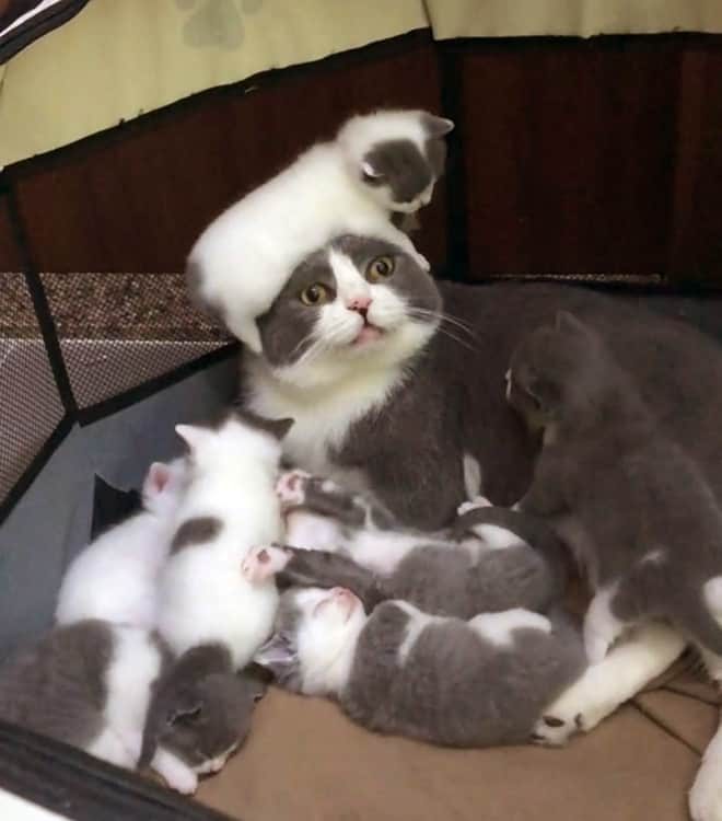 Кошки, которые не готовы к материнству