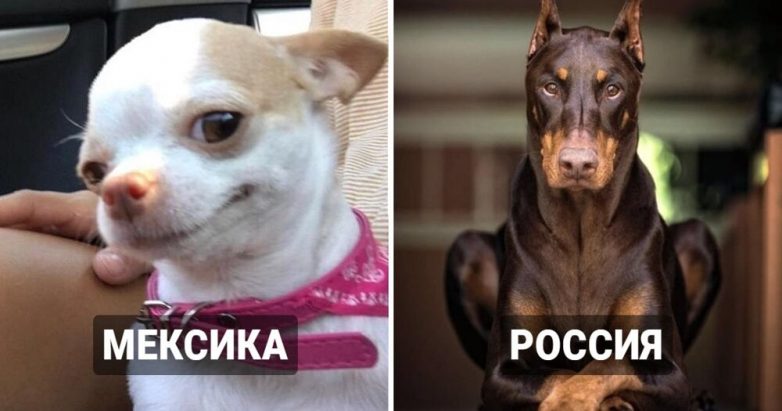 Популярные породы собак в разных странах
