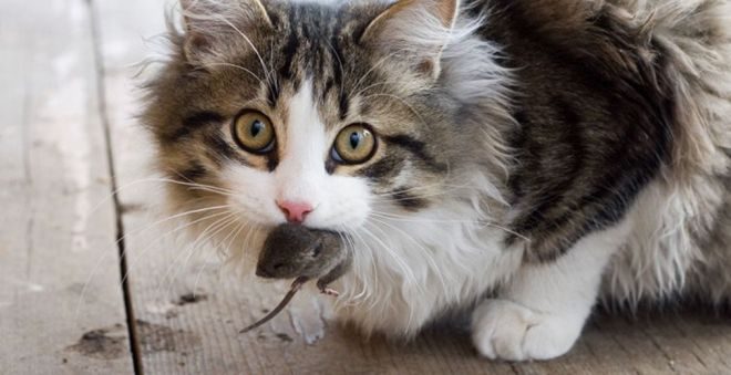 10 способов выражения любви от котов
