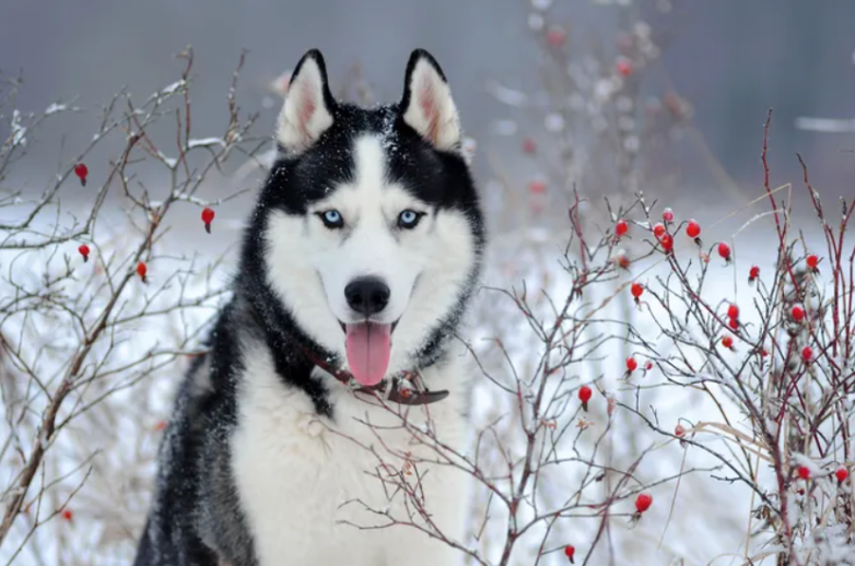 Породы собак, которые могут выдержать морозы и при этом не терять бдительности