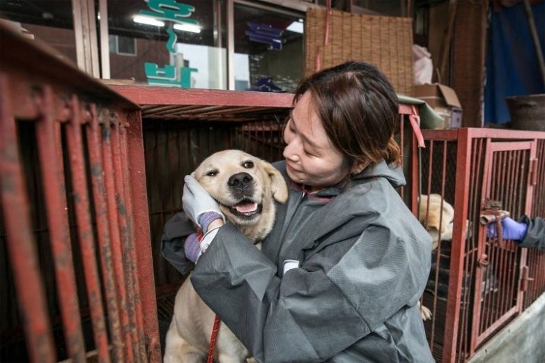За употребление собачьего мяса в Южной Корее можно получить тюремный срок до 3 лет