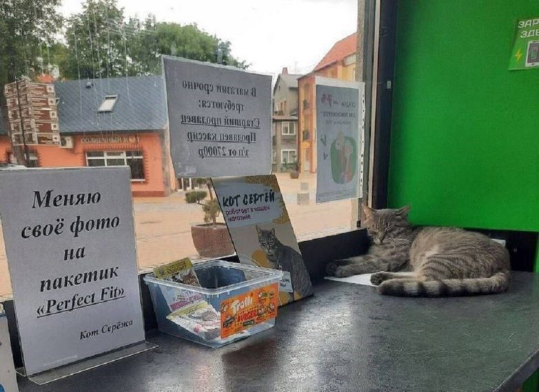 В Зеленоградске неизвестный нажаловался на котика, который живёт в магазине