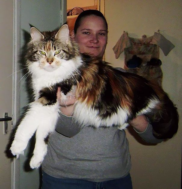 Мейн-кунские котята отличаются самым мягким нравом и имеют огромные размеры