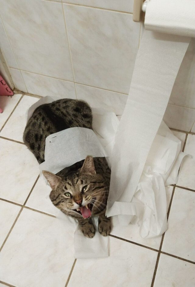 Всегда существует борьба между кошками и туалетной бумагой