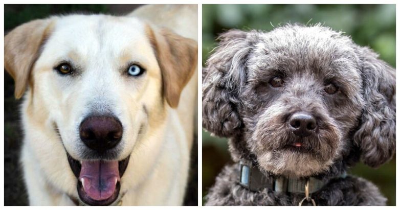 Необычные собаки, выведенные в результате скрещивания разных пород