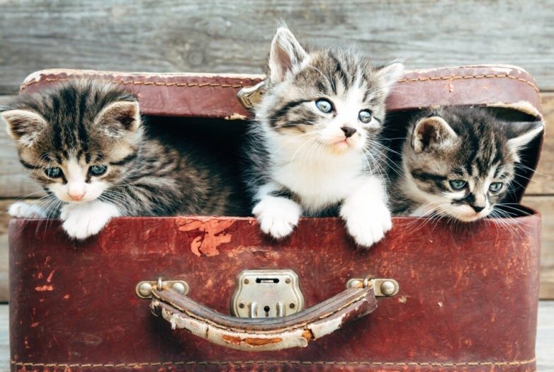 Коты любящие чемоданы