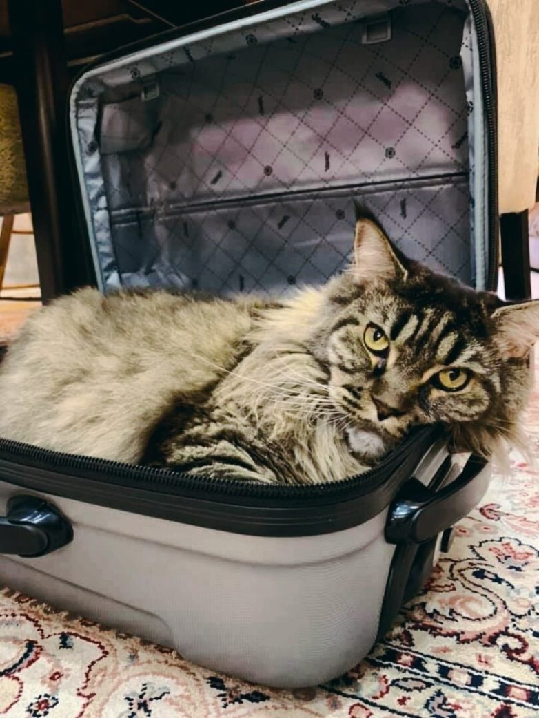 Коты любящие чемоданы