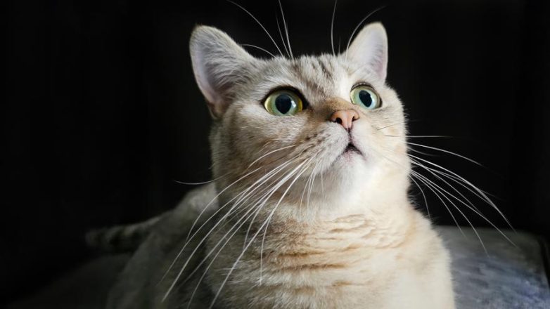 6 преданных пород кошек для одиноких людей