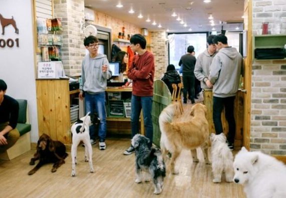 В Южной Корее ты должен выделить деньги на собачьи похороны.