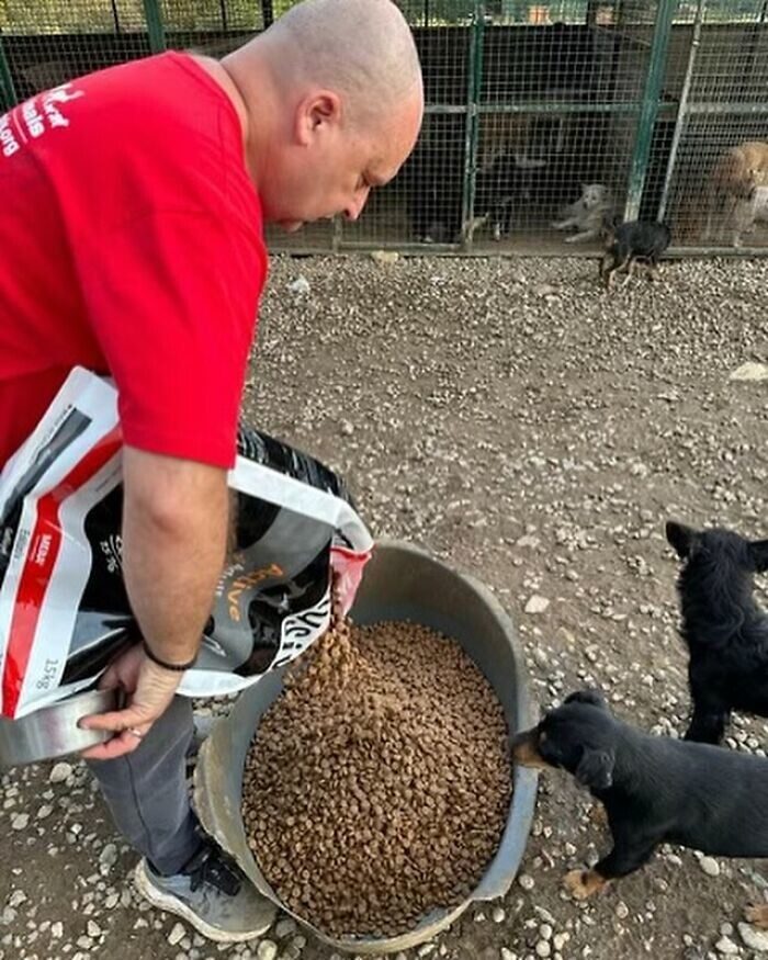 Десятки бездомных собак под опекой сербского мужчины