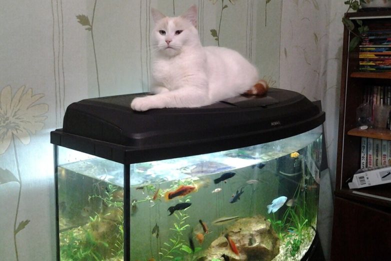 Подводный мир с котами