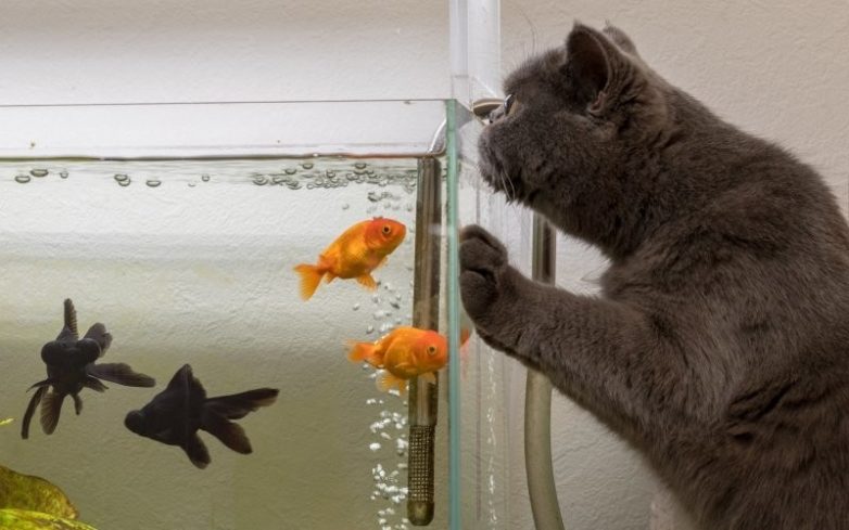 Подводный мир с котами