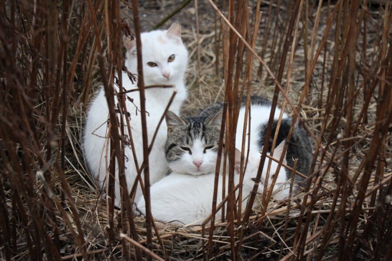 Котики в гнезде